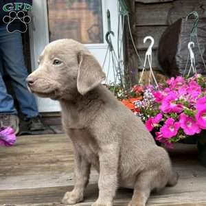Bella, Silver Labrador Retriever Puppy